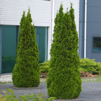 Thuja occ. Smaragd - C5 L - 60/80 cm