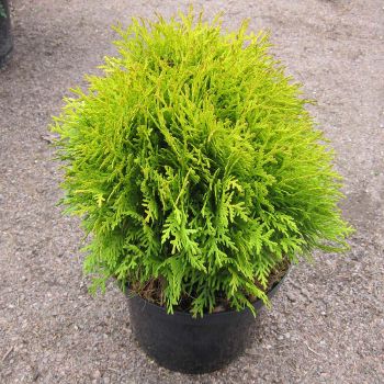 Thuja occ. 'Mirjam' - C10 L - 30/35 cm