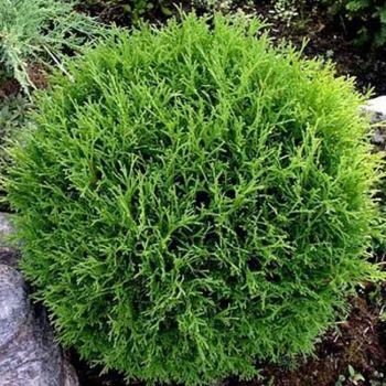 Thuja occ. 'Tiny Tim' - P13 - 10/20 cm