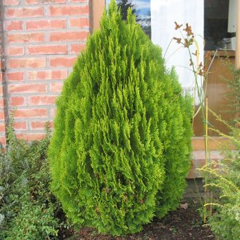 Thuja orientalis 'Aurea Nana' - C3 L - 30/40 cm