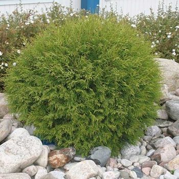 Thuja occ. 'Globosa' - C20 L - 40/60 cm