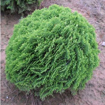 Thuja occ. 'Danica' - C10 L - 30/40 cm