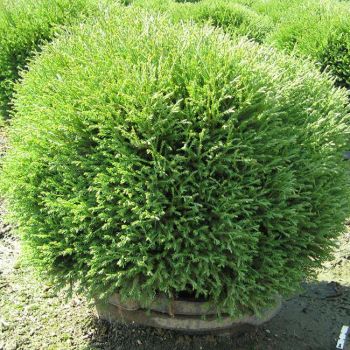Thuja occ. 'Mr. Bowling Ball' - C15 L - 30/35 cm