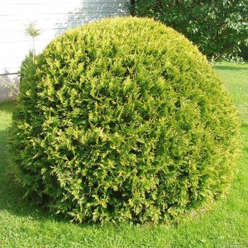 Thuja occ. 'Golden Globe' - P15 - 20/30 cm