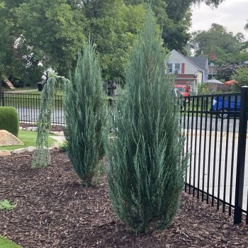Juniperus scop. ' Blue Arrow' - Busen - 175/200 cm