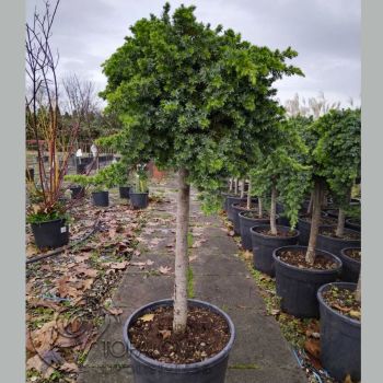 Juniperus hor. 'Blue Pacific' - C18 L - Kalem 100 cm