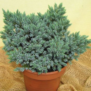 Juniperus sqa. 'Blue Star' - C12 L - Kalem 80 cm