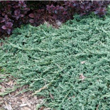 Juniperus hor. 'Ice Blue' - P15 - 20/25 cm