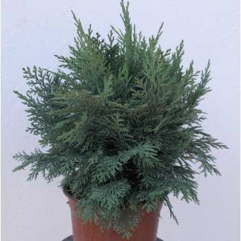 Chamaecyparis law. 'Mini Globosa' - C3 L - 30/40 cm
