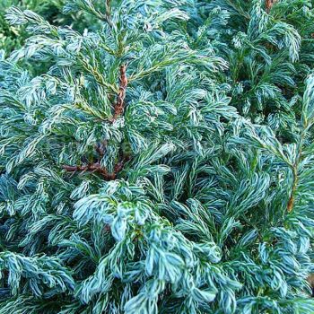 Chamaecyparis pis. 'Boulevard' - P15 - 20/30 cm