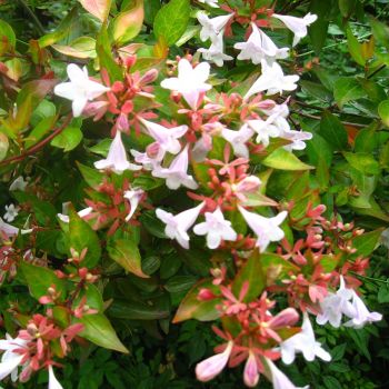 Abelia x grandiflora - C5 L - 20/30 cm