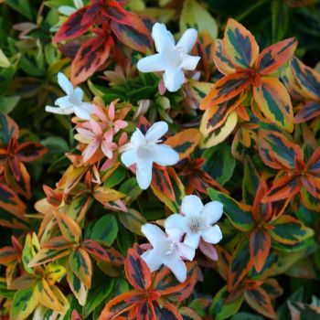 Abelia x grandiflora 'Kaleidoscope'® - P15 - 20/25 cm