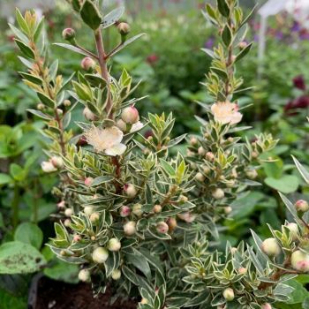 Myrtus communis subsp. tarentina - C4 L - 30/40 cm