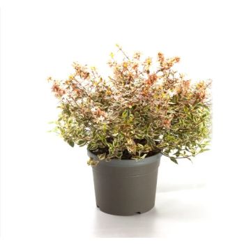 Abelia grandiflora 'Tricolor Charm' - C2 L - 20/30 cm