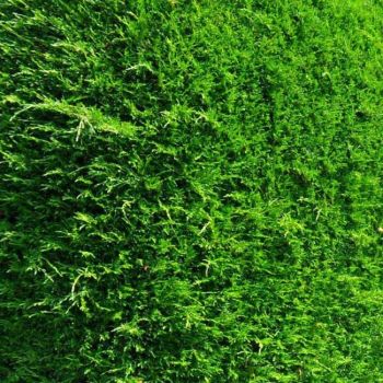 Cupressocyparis ley. 'Pyramidalis' (2001) - C15 L - 125/150 cm