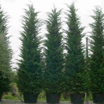 Cupressocyparis leylandii - C10 L - 120/150 cm