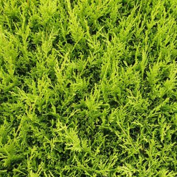 Cupressocyparis ley. 'Castlewellan Gold' - C9 L - Kalem 50 cm