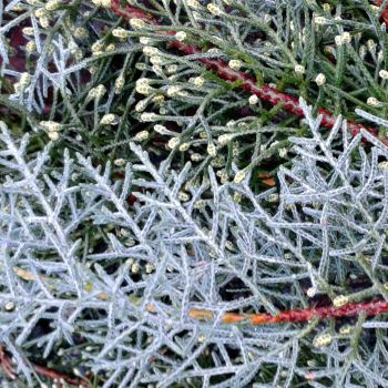 Cupressus arizonica - C35 L - Spirala - 200 + cm