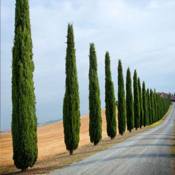 Cupressus sempervirens - C25 L - 140/160 cm