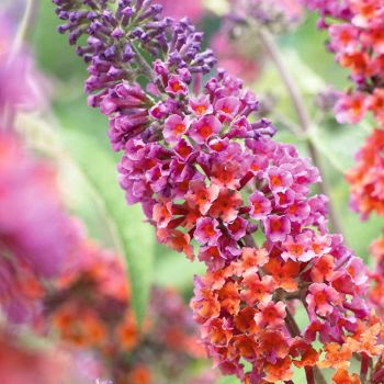 Buddleia davidii 'Flower Power' - C5 L - 30/40 cm