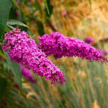 Buddleia davidii 'Royal Red' - C3 L - 20/40 cm