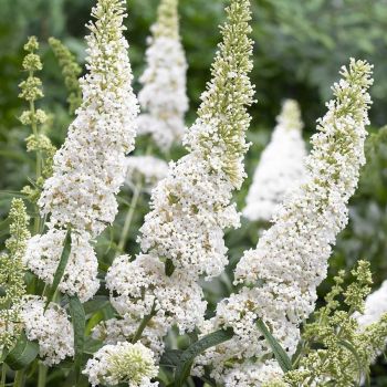 Buddleia davidii 'White Profusion'  - P17 - 20/40 cm