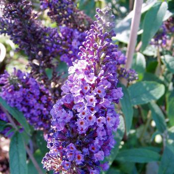 Buddleia davidii 'Empire Blue' - P17 - 20/40 cm