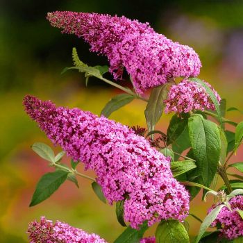 Buddleia davidii 'Pink Delight' - P17 - 20/40 cm