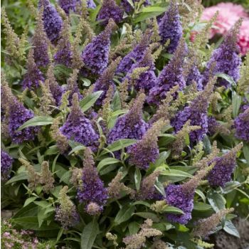 Buddleia davidii Butterfly Candy 'Little Lila' - P12 - 20/30 cm