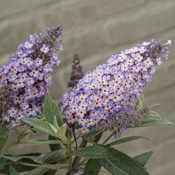 Buddleia davidii Butterfly Candy 'Lila Sweethart' - C3 L - 20/30 cm