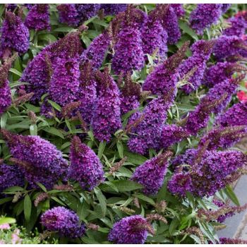 Buddleia davidii Butterfly Candy 'Little Purple' - C3 L - 35/40 cm