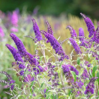 Buddleia davidii 'Blue Chip' - C3 L - 35/40 cm