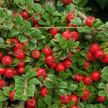 Cotoneaster dammeri - P13 - 20/30 cm