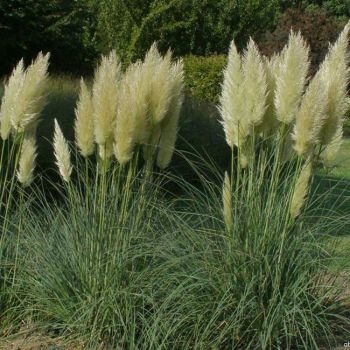 Cortaderia selloana - P17
