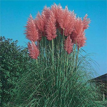 Cortaderia selloana 'Rosea' - P15