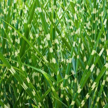 Miscanthus sin. 'Zebrinus' - P17