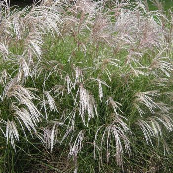 Miscanthus sin. Silberfeder' - C5 L - 40/60 cm