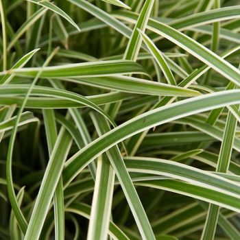 Carex morrowii 'Ice Dance' - C2 L