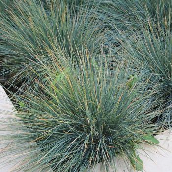 Festuca glauca 'Elijah Blue' - P15 - 10/15 cm