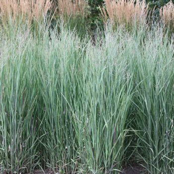 Panicum virgatum 'Heavy Metal' - C2 L - 40/60 cm