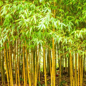 Phyllostachys aurea - C10 L - 100/150 cm