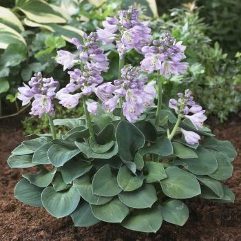 Hosta 'Blue Mouse Ears' - P15 - 15/20 cm