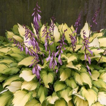 Hosta ' Lady Guinevre' - P11