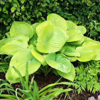 Hosta 'Banana Kid' - P11