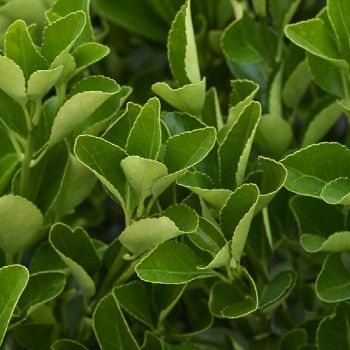 Euonymus japonica - C10 L - 80/100 cm