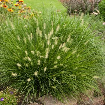 Pennisetum alopecuroides 'Little Bunny' - C2 L