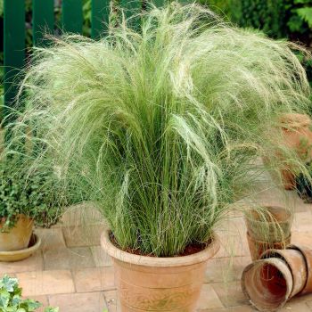 Stipa tenuissima 'Pony Tails' - P15 - 20/25 cm