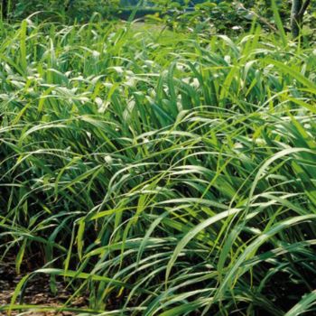 Miscanthus 'Eco2Grass' - P12 - 15/20 cm 