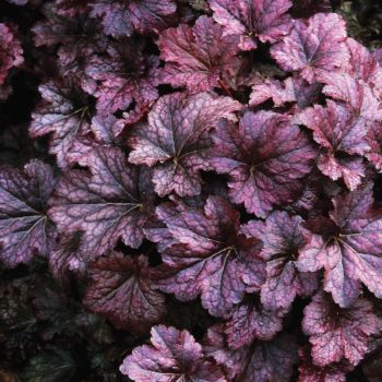 Heuchera villosa 'Palace Purple' - P15 - 10/20 cm