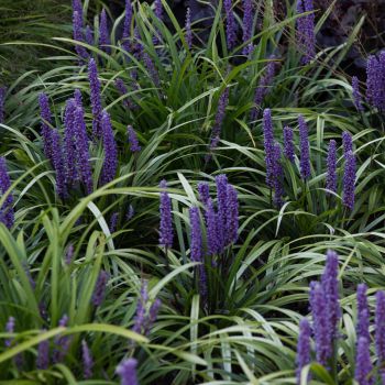 Liriope muscari ' Moneymaker' - C2 L- 20/30 cm